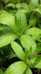 2011-07-25 雨に
