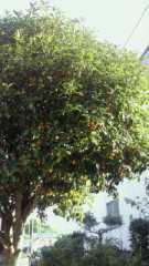 2011-10-03