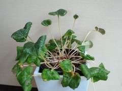 2011-11-02 急成長