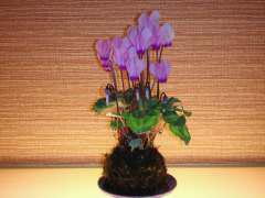 2011-11-13 新入りです