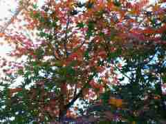 2011-12-04 紅葉