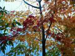 2011-12-13 風に揺れて