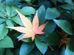 2011-12-16 寒さが身にしみる