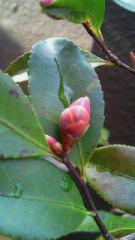 2012-02-06 春はそこまで…
