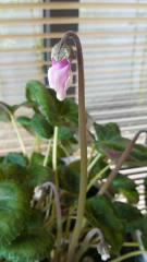 2012-03-17 蕾が…♪