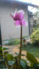 2012-03-18 咲きました♪