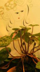 2012-03-25 苔玉にも♪