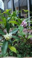 2012-03-30春真っ盛り