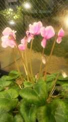 2012-04-06 １週間の…。