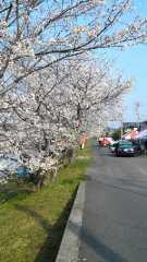 2012-04-08 お花見の後は♪
