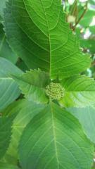 2012-05-04 紫陽花