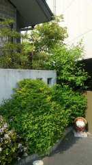 2012-05-09 清々しい