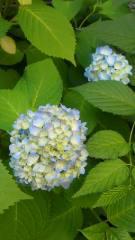 2012-05-27 紫陽花