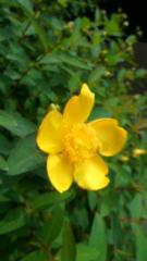 2012-05-30 今年初めての