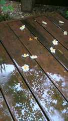 2012-06-16 梅雨