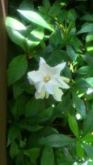 2012-07-06 香りが