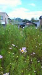 2012-09-15 秋のおとずれ