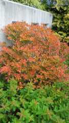 2012-10-26 紅葉