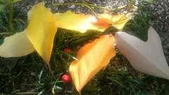 2012-11-12 落ち葉