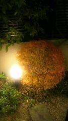 2012-12-11 癒されて