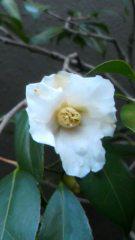 2013-02-16 春の…