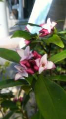 2013-03-05 春の香り