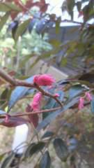 2013-03-23 春です！