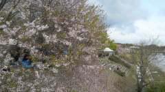2013-04-07 たぶせ桜まつり