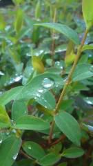 2013-04-21 キラキラと