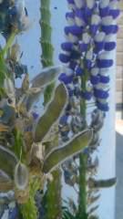 2013-04-22 豆？