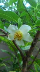 2013-06-14 木陰に