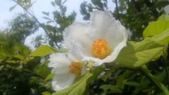 2013-06-18 夏椿