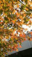 2013-11-24 紅葉