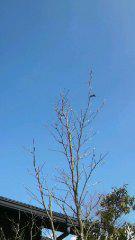 2014-01-26 風は