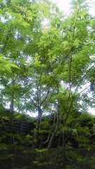2014-04-29 新緑