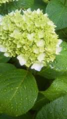 2014-05-26 紫陽花