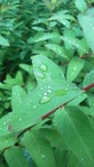 2014-06-28 雨上がり