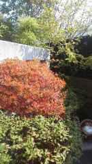 2014-10-21 紅葉