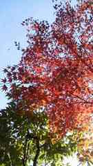 2014-11-23 ふらり