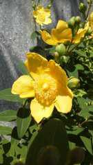 2015-05-20 夏の