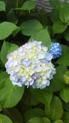 2015-06-08 雨に紫陽花