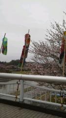 2016-04-03 たぶせ桜まつり