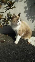 2021-12-06 招き猫？！