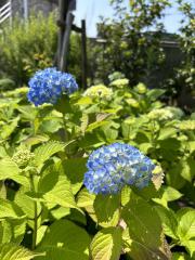 2025-06-19 ♪6月19日(木)、本日は通常営業しています♪